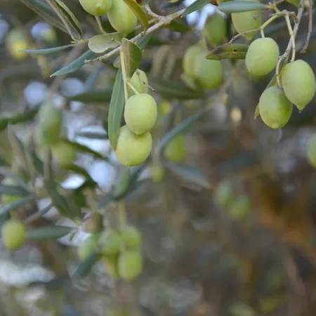 Dom wakacyjny Azzurro